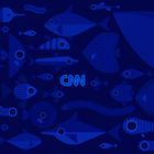 CNN "Blue"