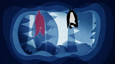 Animations