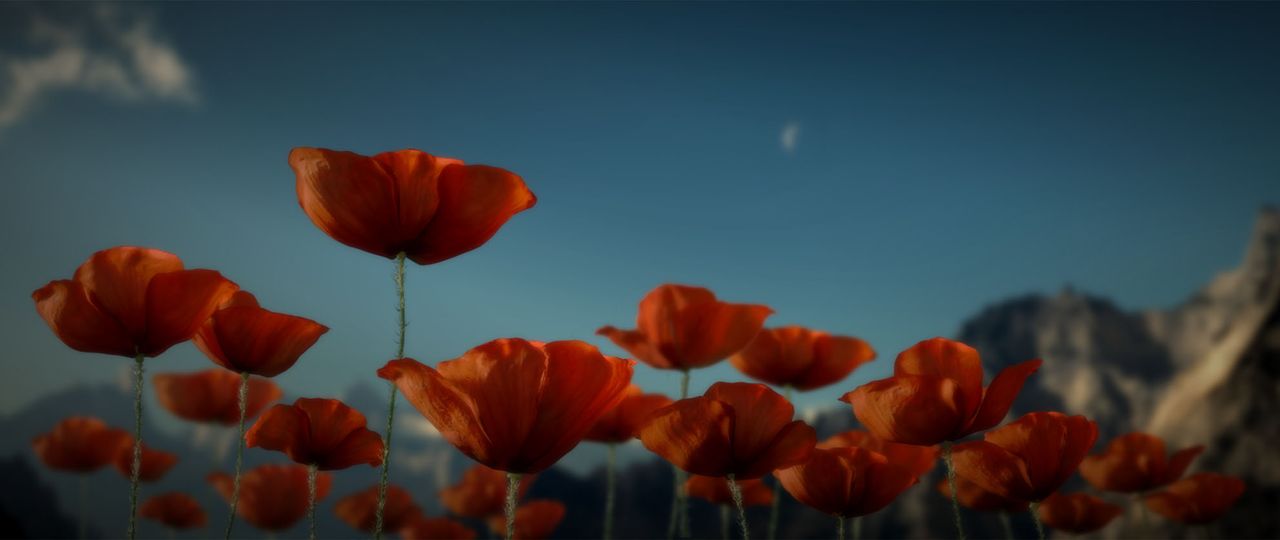 Where the Poppies Blow