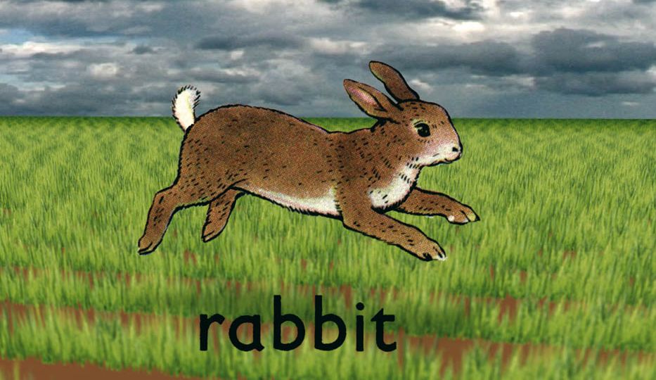 Rabbit